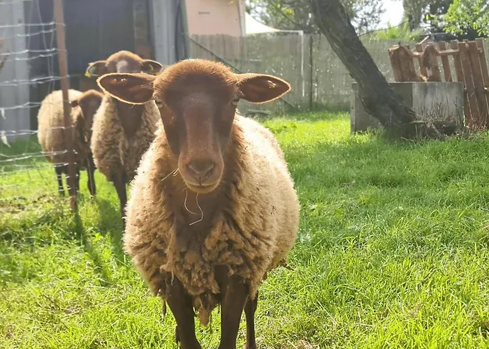 펜션 Le Nature Syrah Clim Gaillac Entre Albi-toulouse & Les Du Tarn Brens (Tarn)